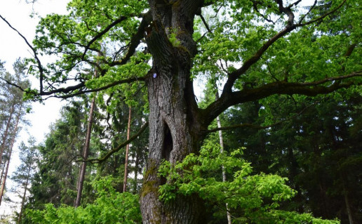 8_Zuikiskes azuolas1_r1.jpg